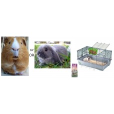 Rabbits and Guinea Pigs Cage - Cavia 80 + Rabbit + Litter wood pellets + Food